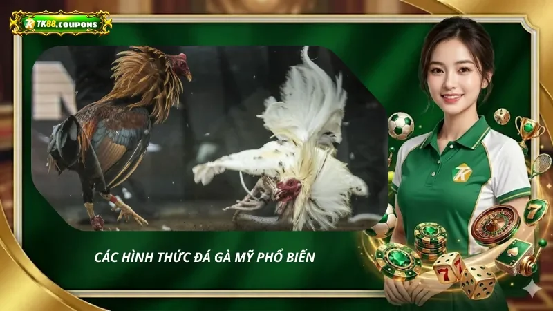 Các Hình Thức Đá Gà Mỹ Phổ Biến