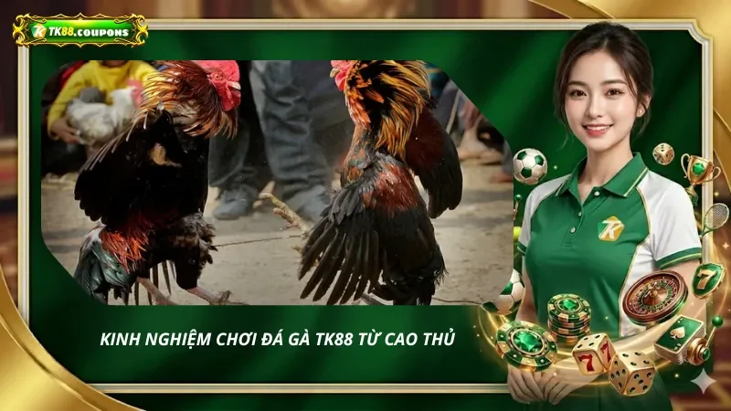Kinh nghiệm chơi đá gà từ cao thủ
