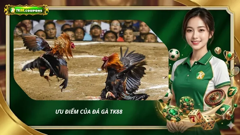 Ưu điểm của đá gà tại nhà cái TK88